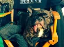 Star Wars Smart Bear es el título provisional de la octava película de la saga